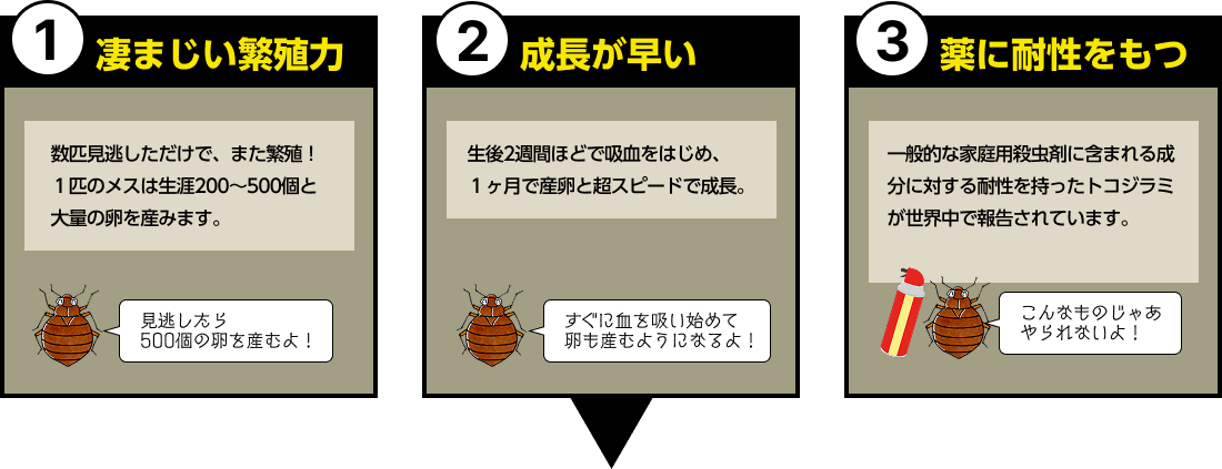 トコジラミの成虫