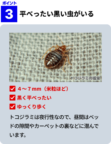 ト平べったい黒い虫がいる